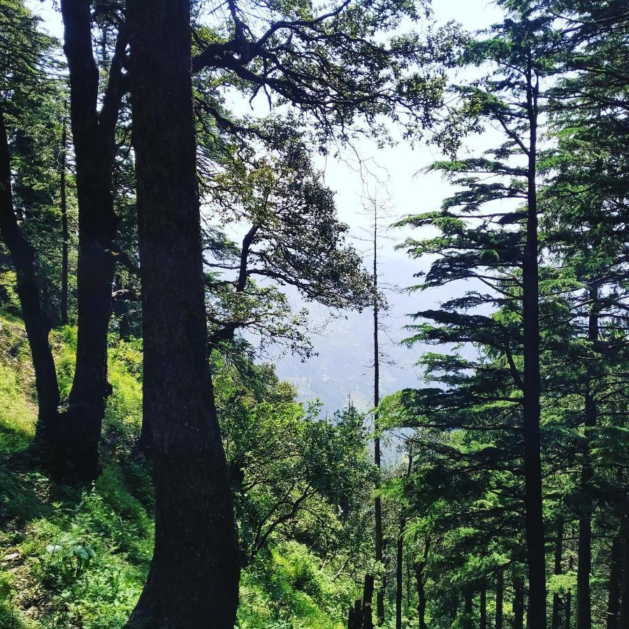 Shimla Pines Homestay المظهر الخارجي الصورة
