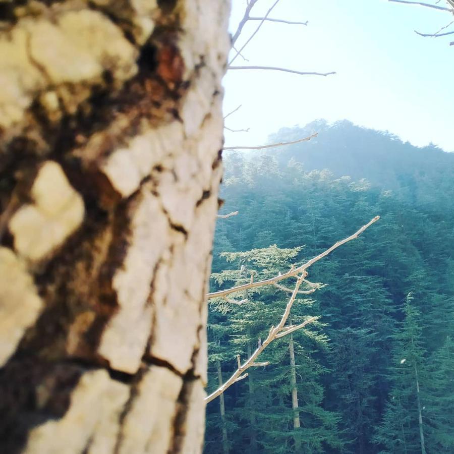 Shimla Pines Homestay المظهر الخارجي الصورة